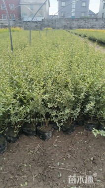 高度40厘米银姬小蜡