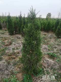 高度80厘米蜀桧