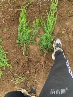 高度25厘米龙柏