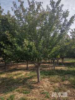 18公分日本晚樱