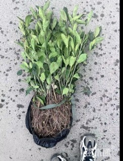 高度40厘米大叶栀子