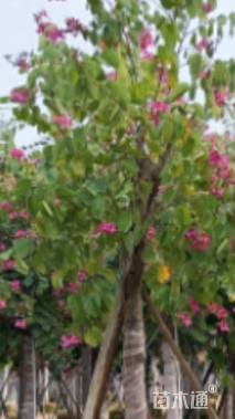 高度450厘米紫荆