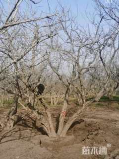 高度300厘米果石榴