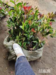 高度50厘米红叶石楠小苗