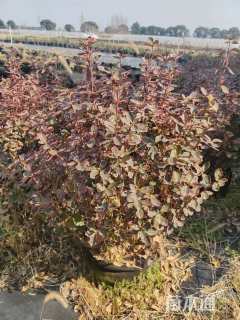 高度60厘米卫矛