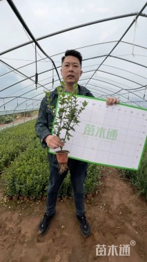 高度60厘米大叶黄杨