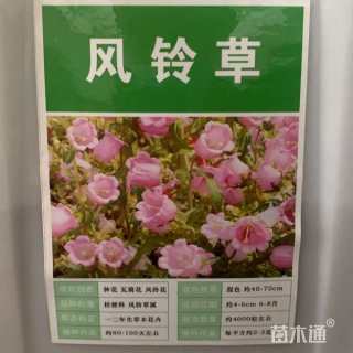 风铃草风铃草种子