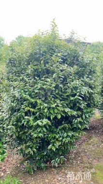 高度200厘米美人茶