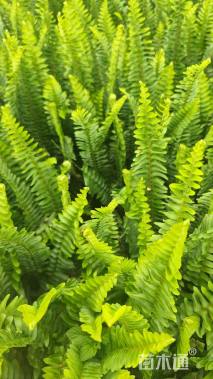 高度30厘米肾蕨