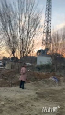 高度700厘米丛生五角枫