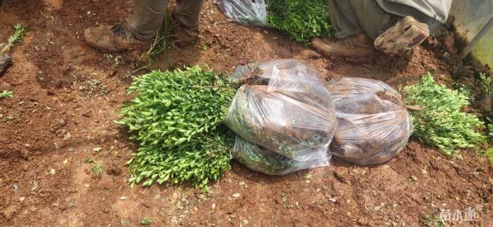 高度20厘米小叶黄杨