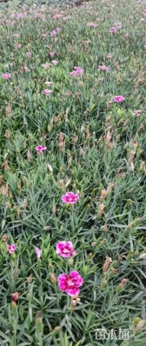 高度15厘米彩虹石竹