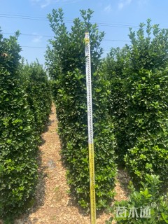 高度200厘米大叶黄杨柱