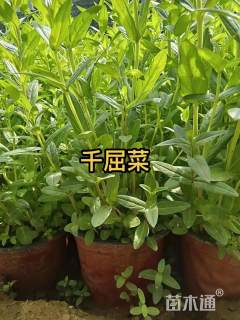 高度30厘米千屈菜