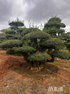 20公分造型对节白蜡