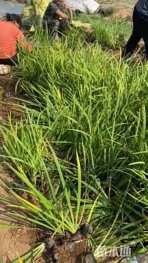 高度36厘米常绿彩虹鸢尾