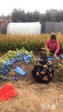 高度50厘米金叶女贞小苗