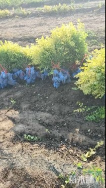 高度60厘米金叶女贞