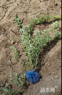 高度100厘米蔷薇