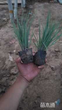 高度20厘米紫露草