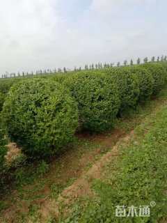 冠幅150厘米小叶女贞球