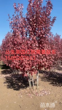 高度600厘米丛生美国红枫