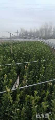 高度60厘米大叶黄杨