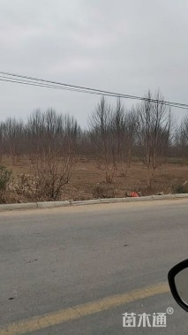 高度800厘米丛生河桦