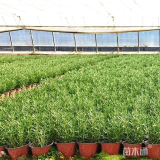 高度40厘米迷迭香