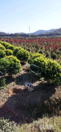 冠幅150厘米金森女贞球