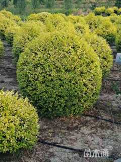 冠幅150厘米亮晶女贞球