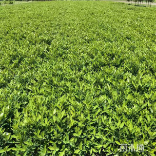 高度70厘米冬青小苗