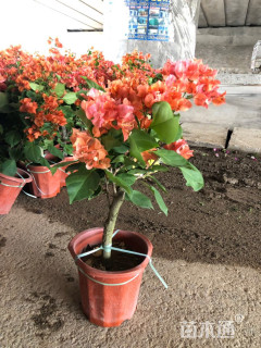 高度30厘米三角梅