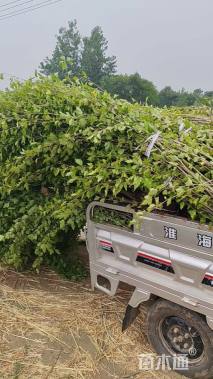 高度300厘米红花木槿