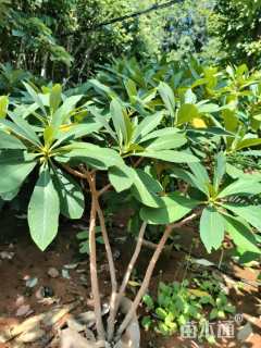 高度60厘米结香