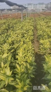 高度30厘米洒金桃叶珊瑚