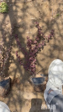 高度30厘米红叶小檗