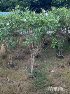 高度80厘米狗牙花