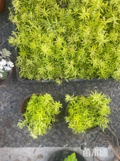 高度6厘米金叶佛甲草