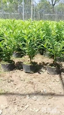 高度40厘米毛鹃