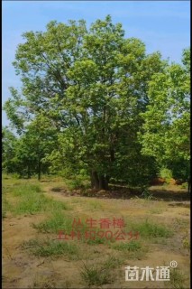 150公分(6杆)丛生香樟