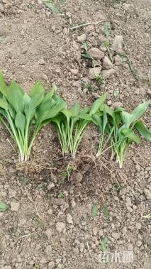 高度19厘米玉簪