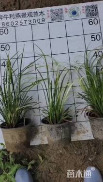 高度35厘米麦冬