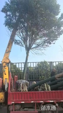 22公分大叶女贞