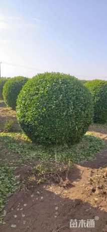 冠幅1500厘米胶东卫矛球