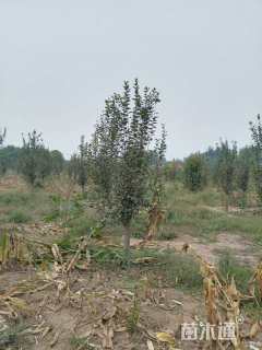 10公分西府海棠