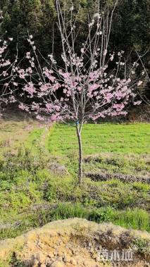 4.5公分福建山樱花