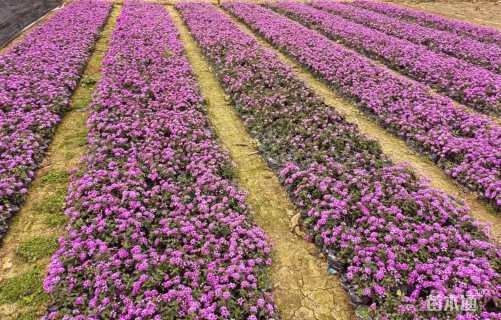 高度15厘米马缨丹