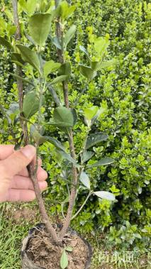 高度30厘米大叶黄杨