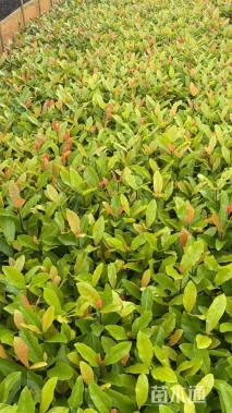 高度20厘米龙船花